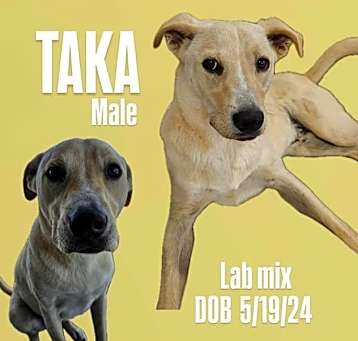 Photo of Taka