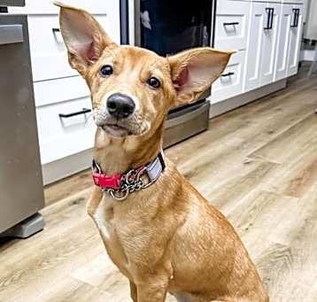 Photo of Lola Fox