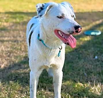 Photo of Tango