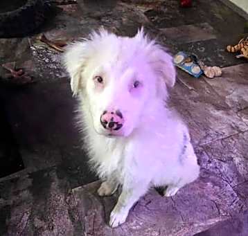 Photo of Ghost Cosmo