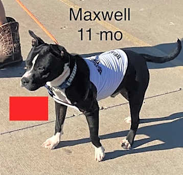 Photo of Maxwell