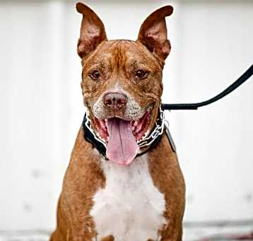 Photo of Ralph