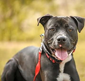 Photo of Stanley