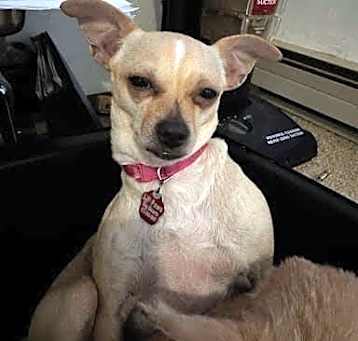 Photo of Khaleesi