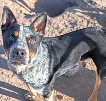 Photo of Bandit