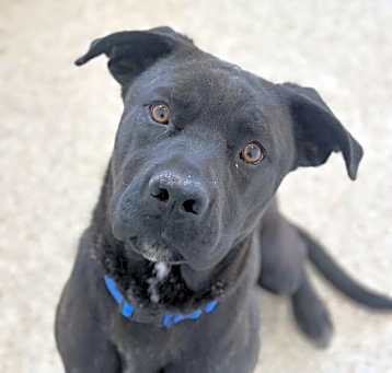 Photo of Apollo