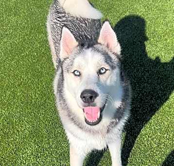 Photo of Yukon