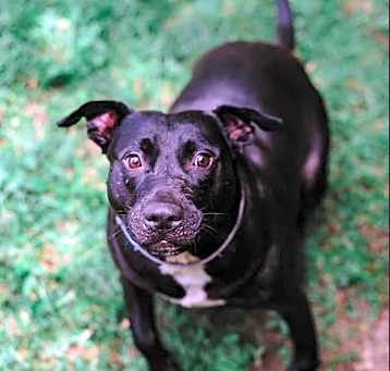 Photo of Dobby