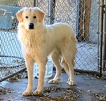 Photo of Sherman (Teddy)