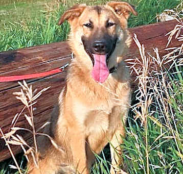 Photo of Stella