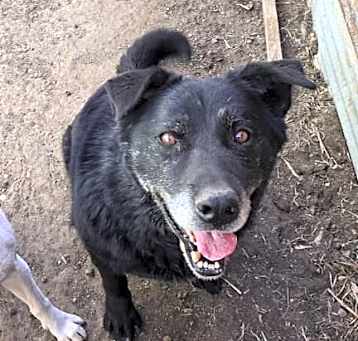 Photo of Bear