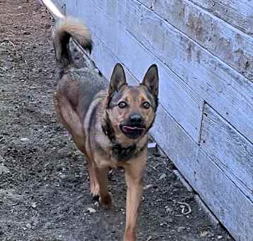 Photo of Brutus