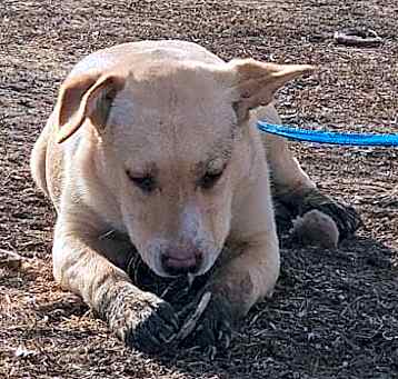 Photo of Biscuit