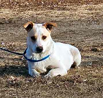 Photo of TatorTot