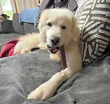 Photo of Leo SAT