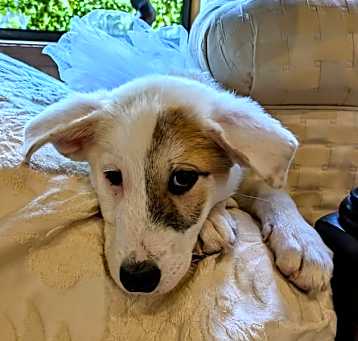 Photo of Yogi Bear of the Yogi Bear litter HTX