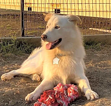 Photo of Sammy Bear DFW