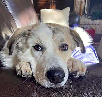 Photo of Champ ATX
