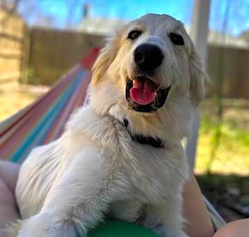 Photo of Pixie SAT