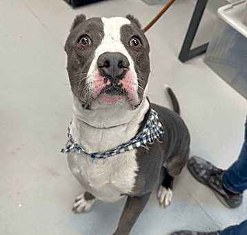 Photo of Rox