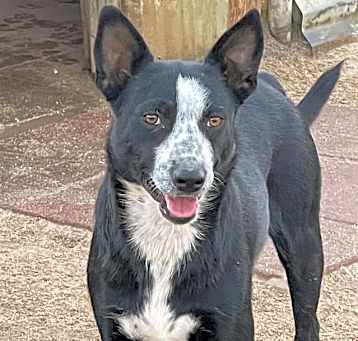 Photo of Ace