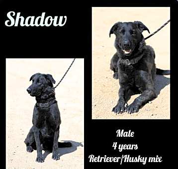 Photo of Shadow