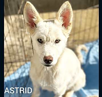 Photo of Astrid