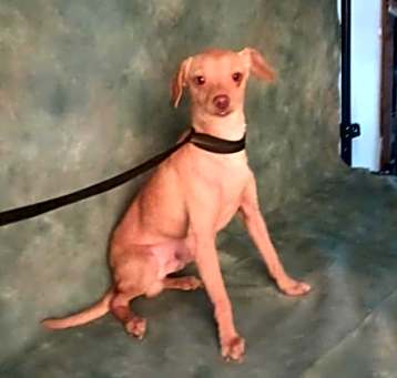 Photo of Petey