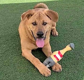 Photo of Dutch - $75 Adoption Fee!  Diamond Dog!