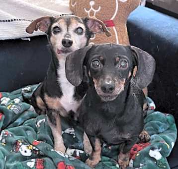 Photo of Lexie and Louie