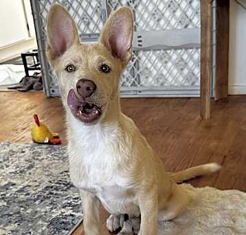 Photo of Pumba
