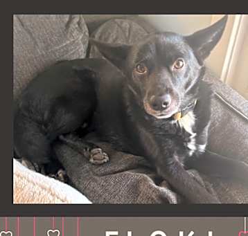 Photo of Floki (fka Simun)