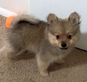 Photo of Teddy