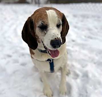 Photo of Boone