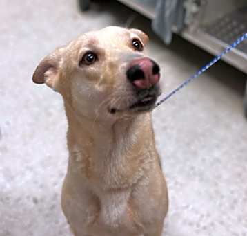 Photo of Cooper