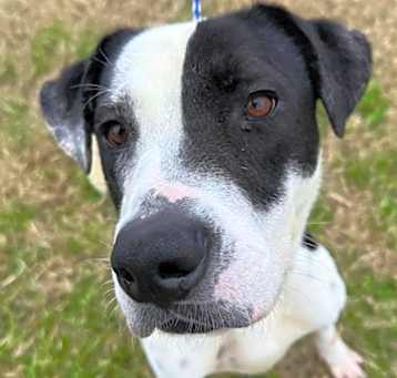 Photo of Diesel