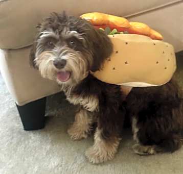 Photo of Snowball