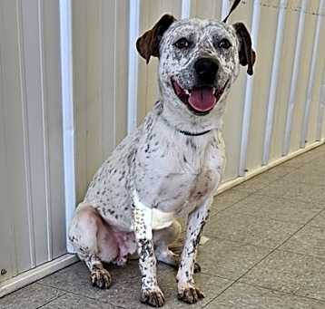 Photo of Spot