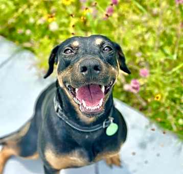 Photo of Maggie the mini Dobie
