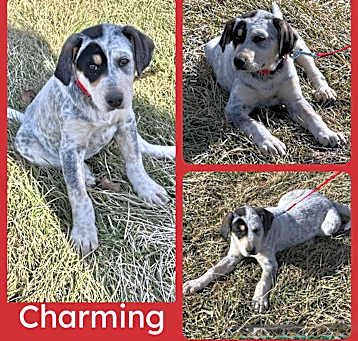 Photo of Charming