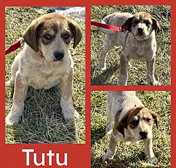 Photo of Tutu