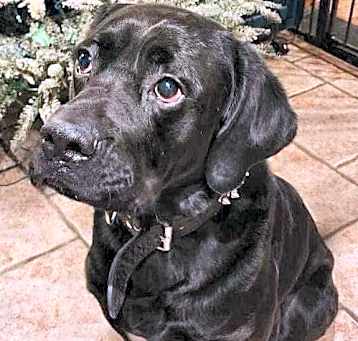Photo of Chunk