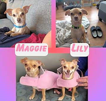 Photo of Maggie & Lily Bonded Pair