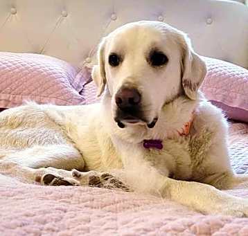 Photo of Sunny