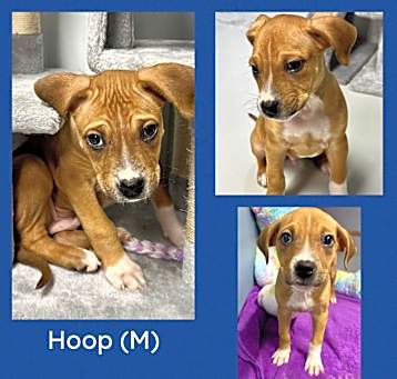 Photo of Hoop