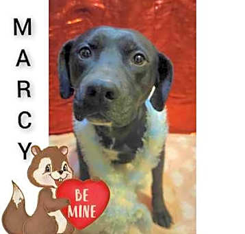 Photo of Marcy Dodd
