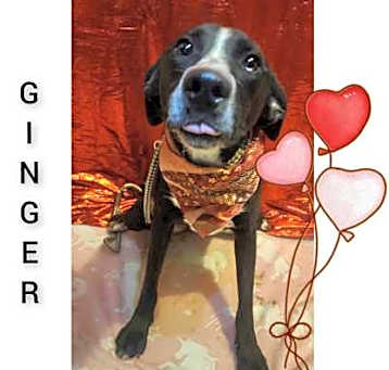 Photo of Ginger