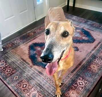 Photo of Giddy