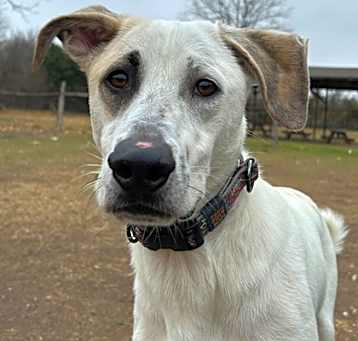 Photo of Spot