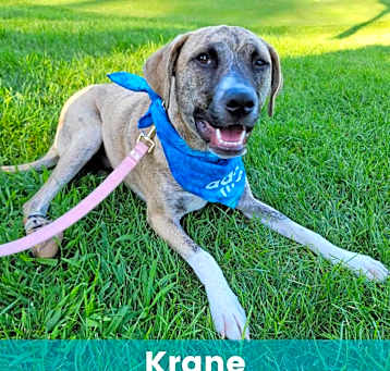 Photo of Krane